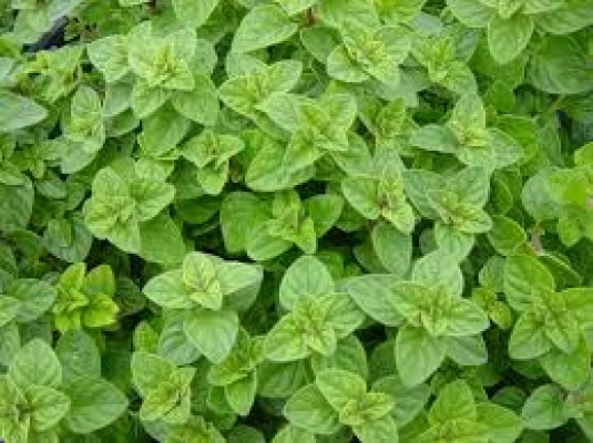 Oregano 10dkg/csomag