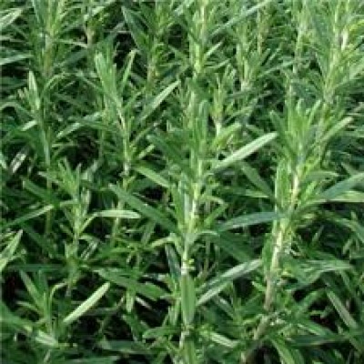 Rozmaring 10dkg/csomag